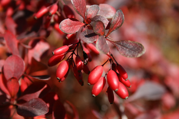 Branche de berbérine avec fruit