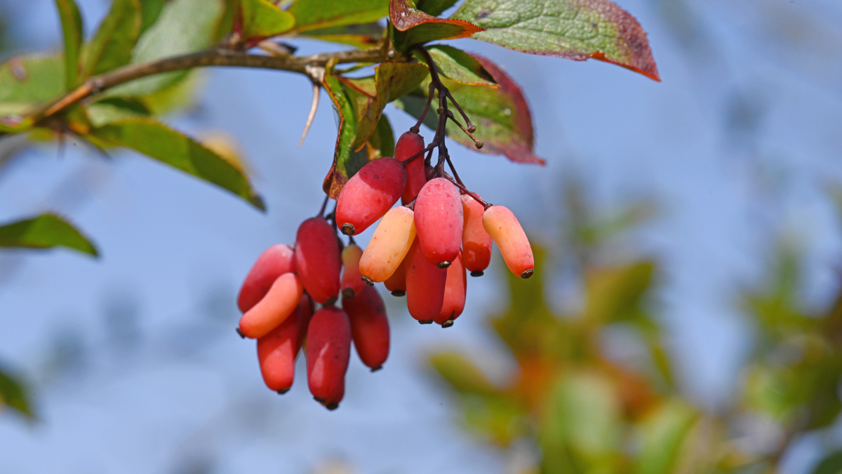 Berberis vulgaris oftewel zuurbes, rijk aan berberine