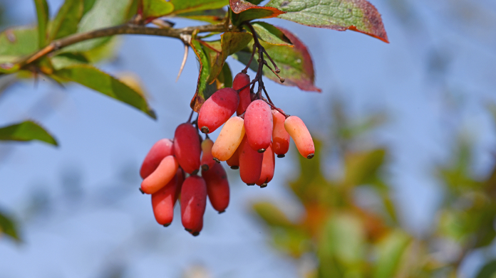 Berberis vulgaris or barberry rich in berberine