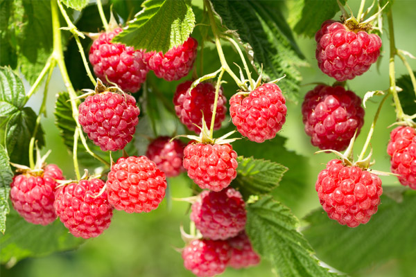 Framboisier sauvage avec framboises