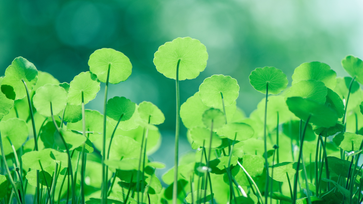 Centella asiatica, Hydrocotyle o Gotu kola