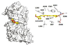 La curcumine se lie facilement à la DYRK2