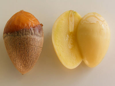 Nueces de Ginkgo biloba