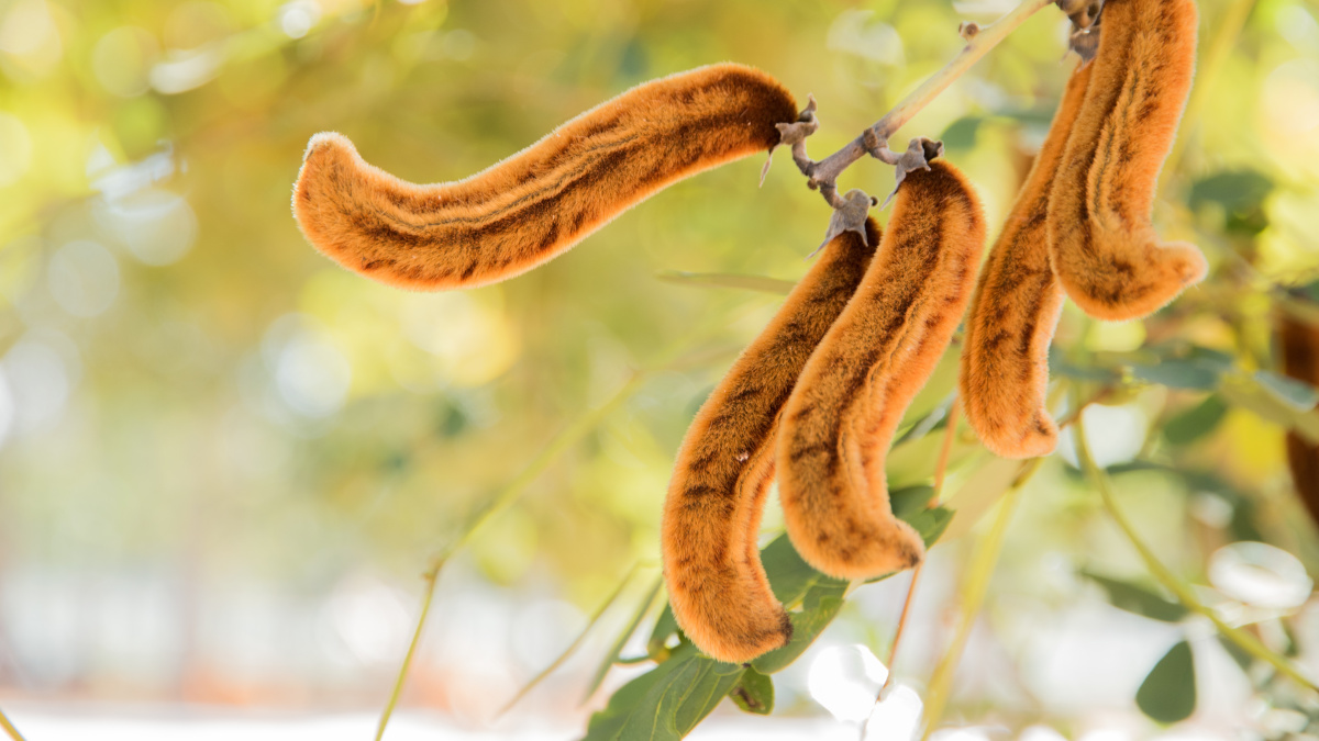 Juckbohne, auch bekannt als Mucuna pruriens