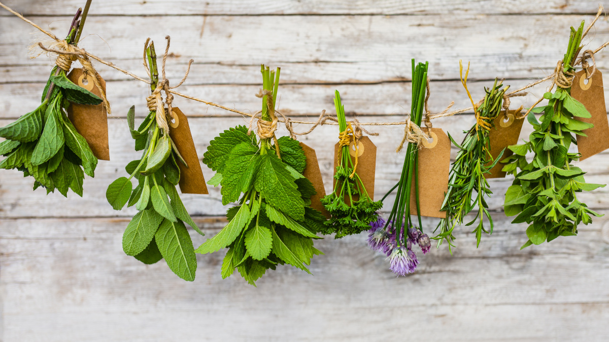 Aromatic medicinal plants, drying