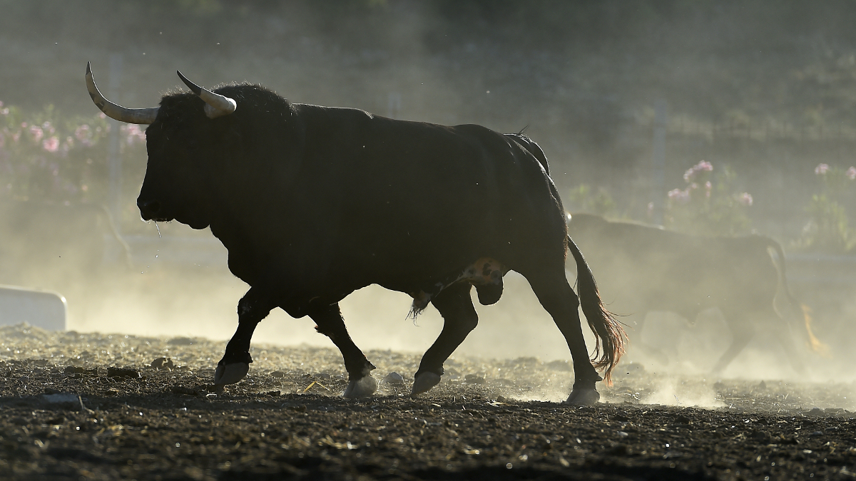 Taureau musclé de profil qui marche en extérieur