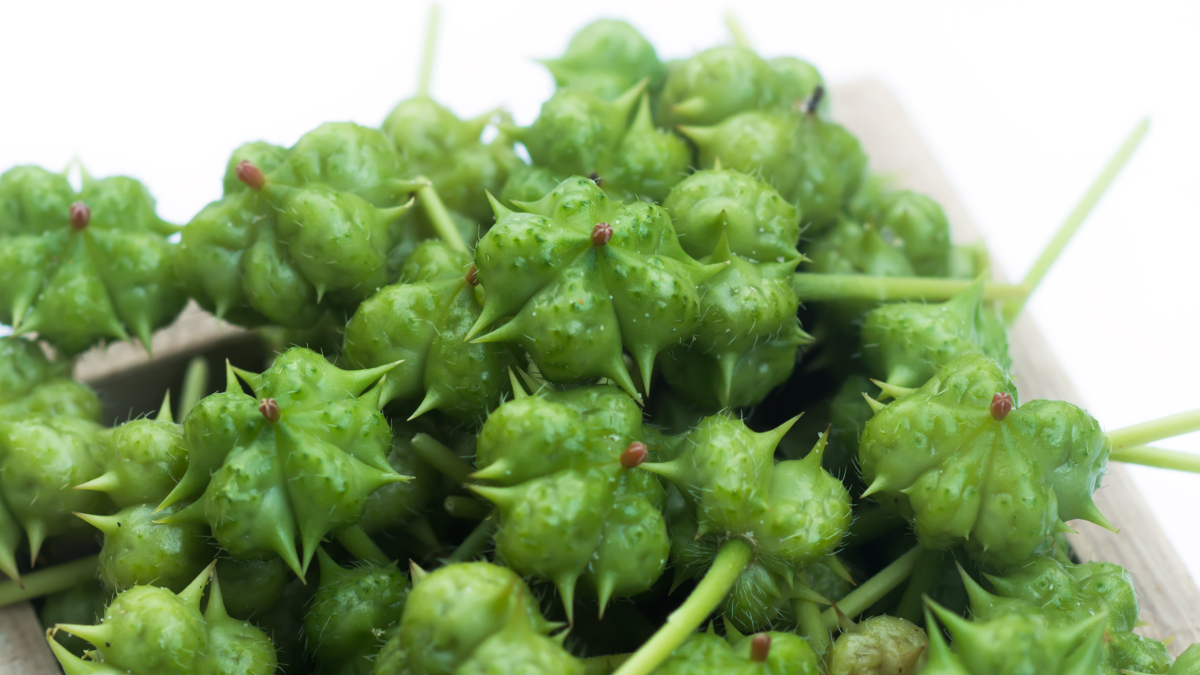 Prickly fruit of Tribulus terrestris